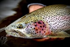 leopard rainbow trout alaska float trip