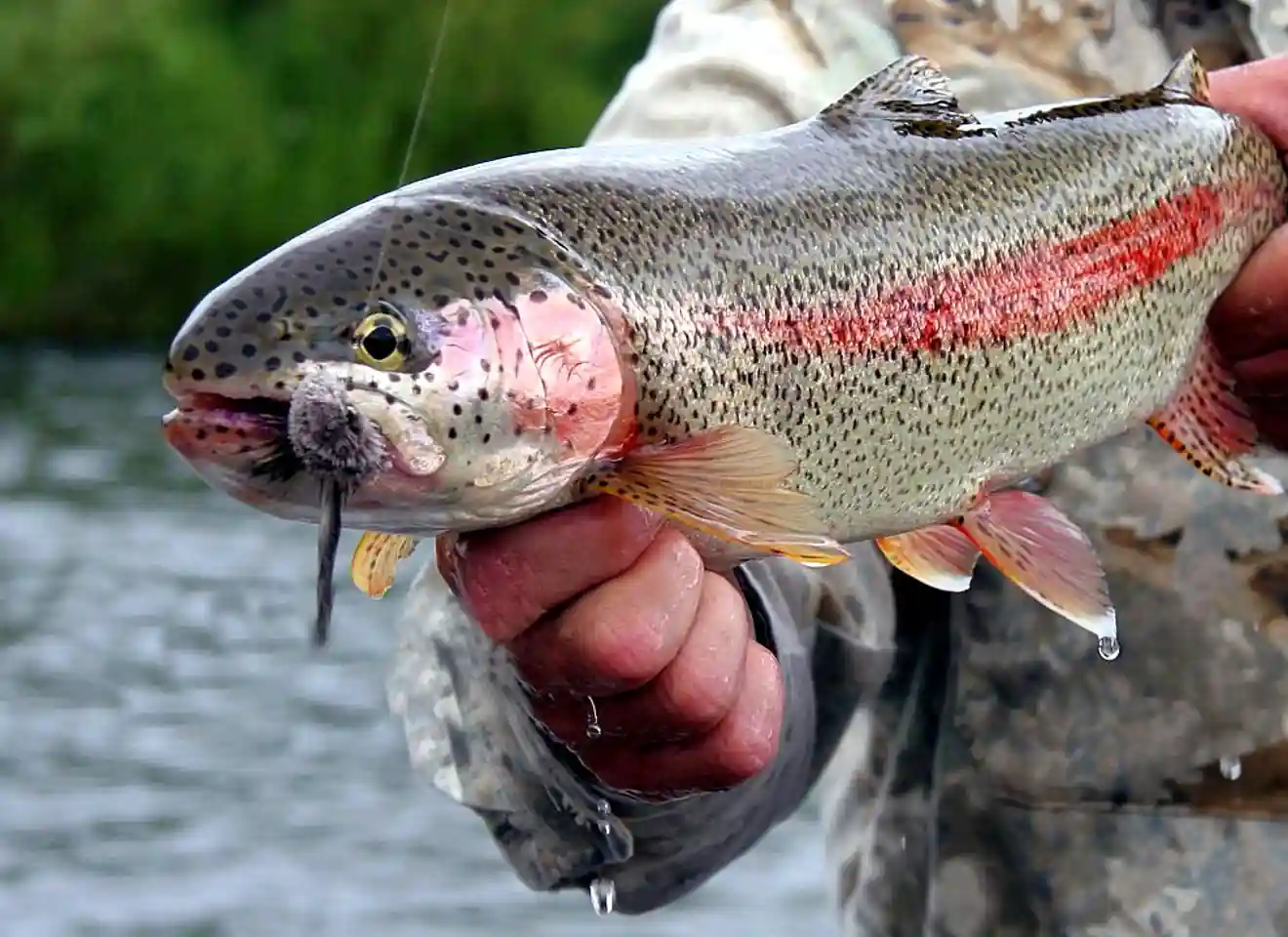 Rainbow trout taking a mouse fly pattern on the Kanektok River